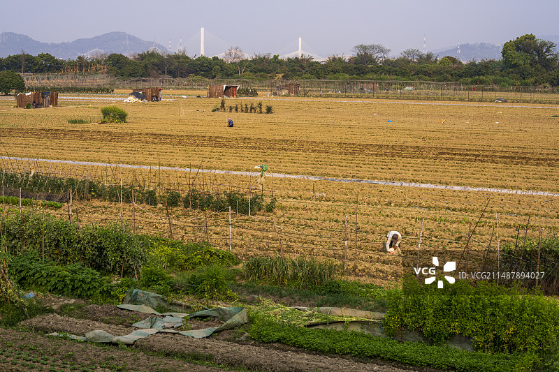 春季新开垦的农田图片素材