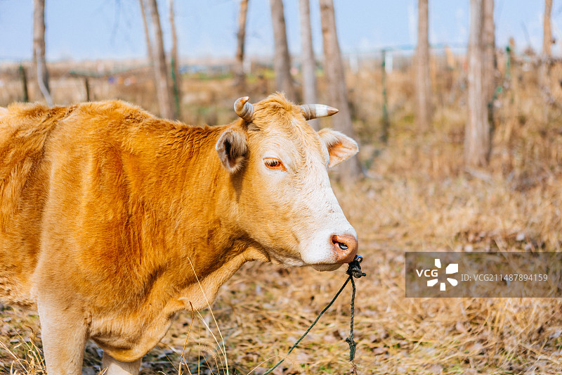 养殖肉牛图片素材