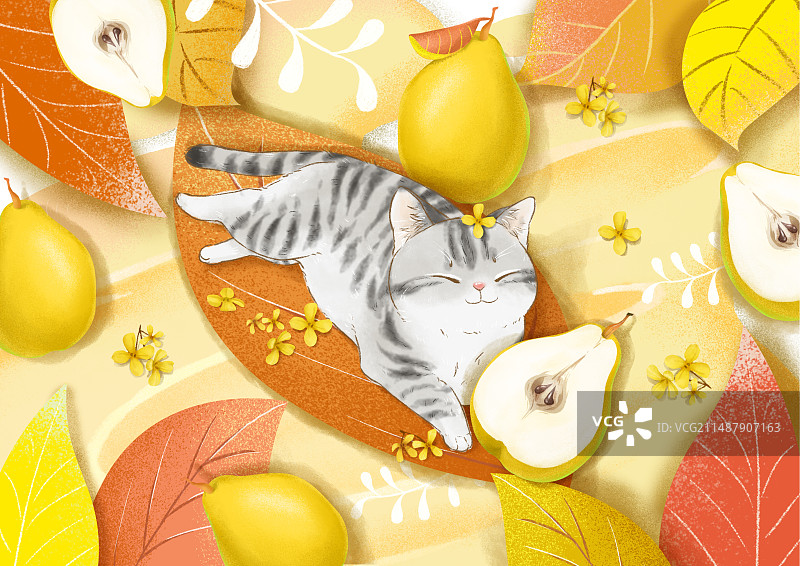 猫咪梨子图片素材
