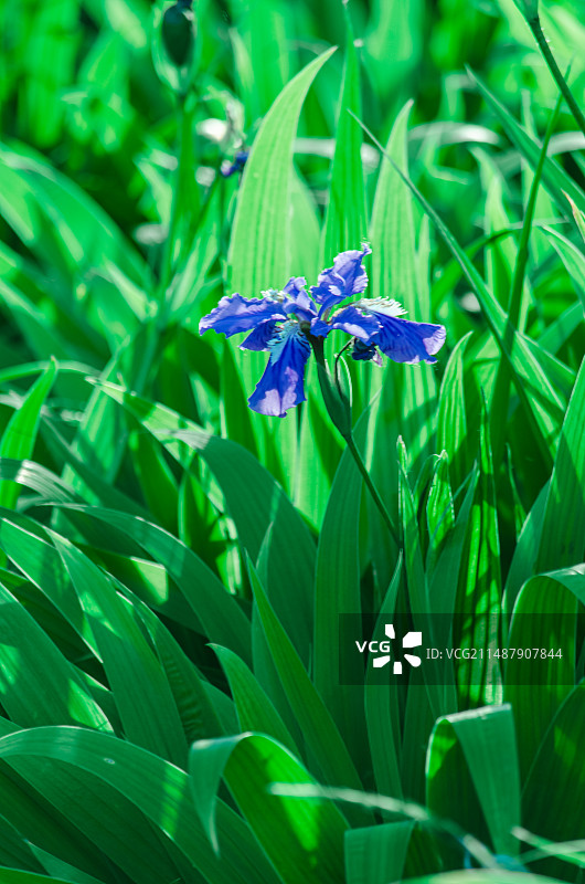 中国野生植物拍摄主题，春天的的花坛草坪里绿色的黄菖蒲鸢尾叶子尚未盛开，户外白昼无人图像摄影图片素材
