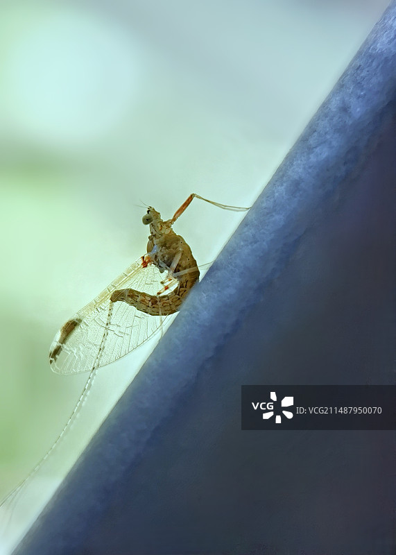 蜉蝣图片素材