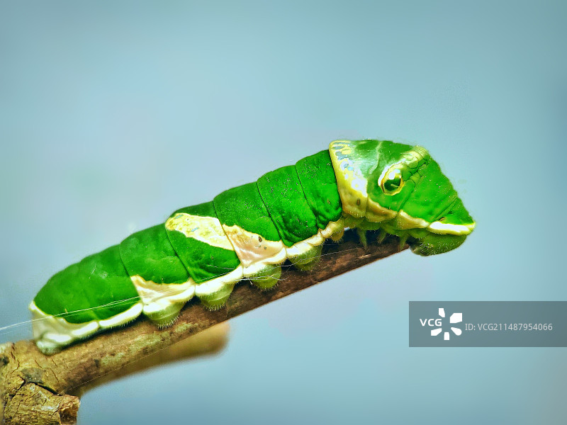 凤蝶幼虫图片素材