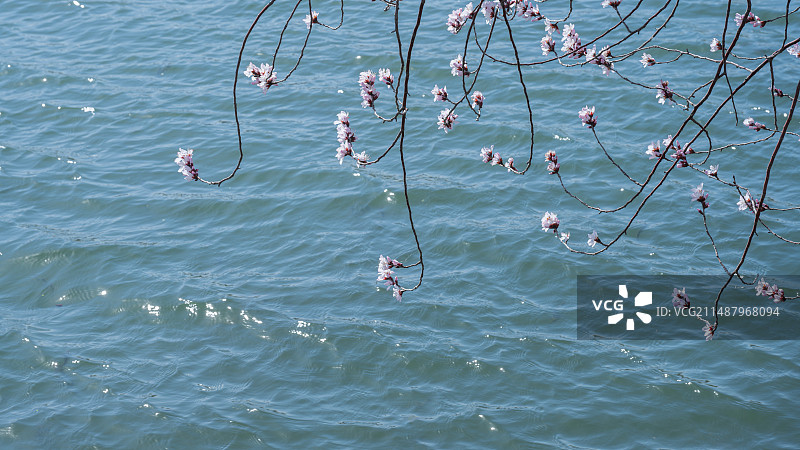 桃花湖水图片素材