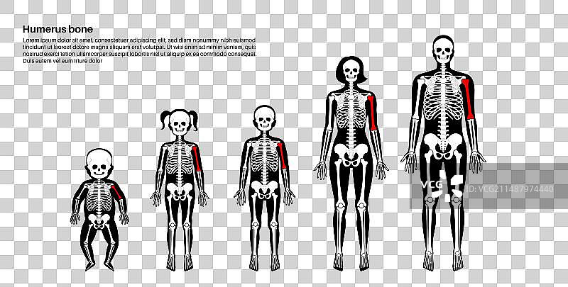 肱骨解剖结构图片素材