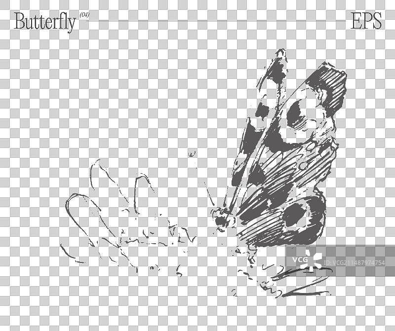 花朵上的蝴蝶，背景是空白的草图图片素材