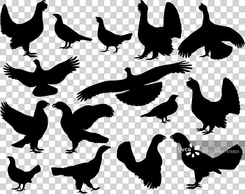 松鸡轮廓图片素材