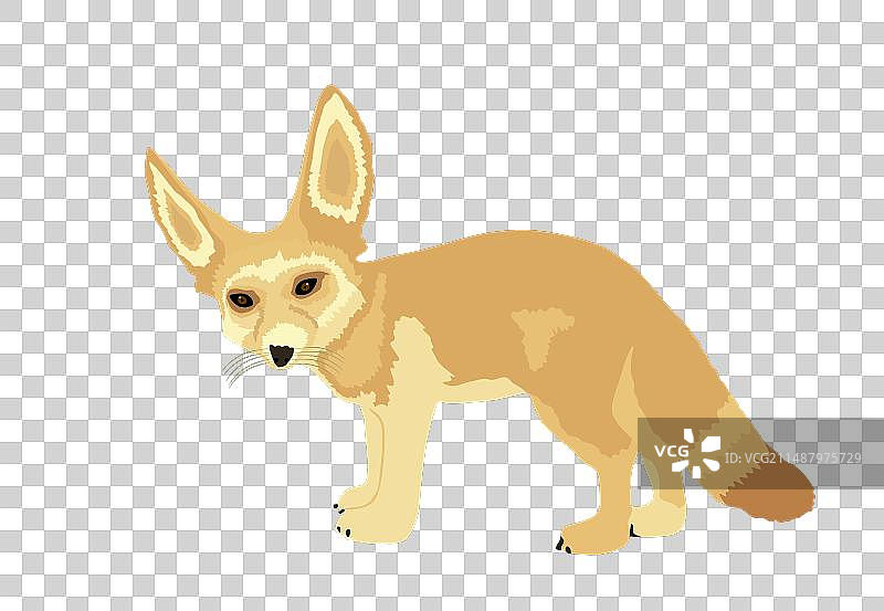 耳廓狐白色背景图片素材