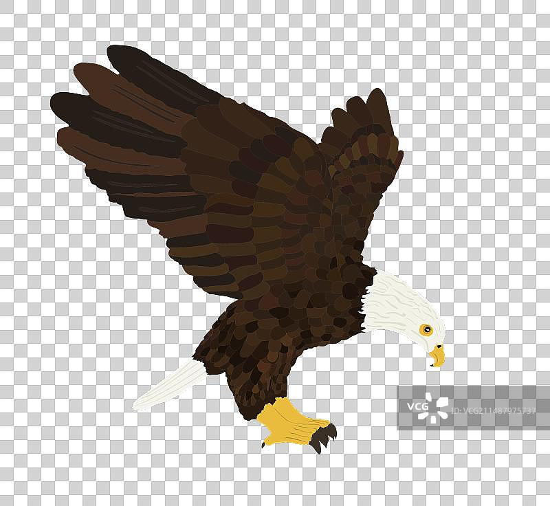 孤立的秃鹰飞行图片素材