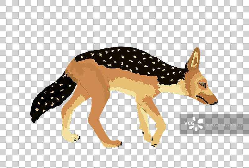 黑背胡狼图片素材