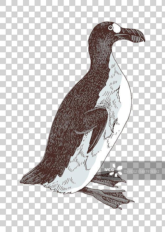 大海雀（已灭绝的不会飞的鸟类）图片素材