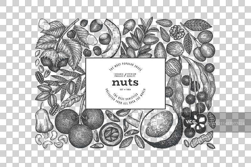 手绘坚果树枝和果仁模板图片素材