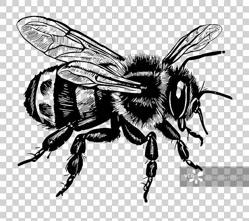 手绘蜜蜂复古画图片素材