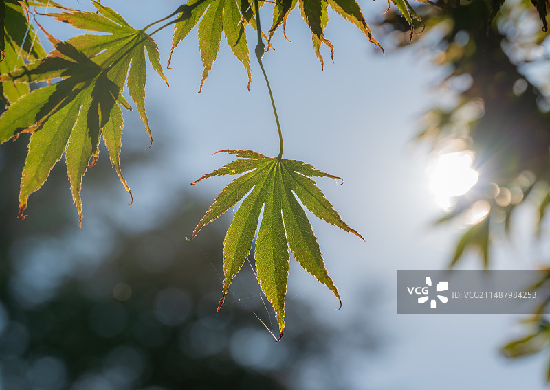 绿色枫叶在蓝天背景下的特写图片素材