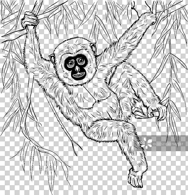 手绘长臂猿挂在树枝上图片素材