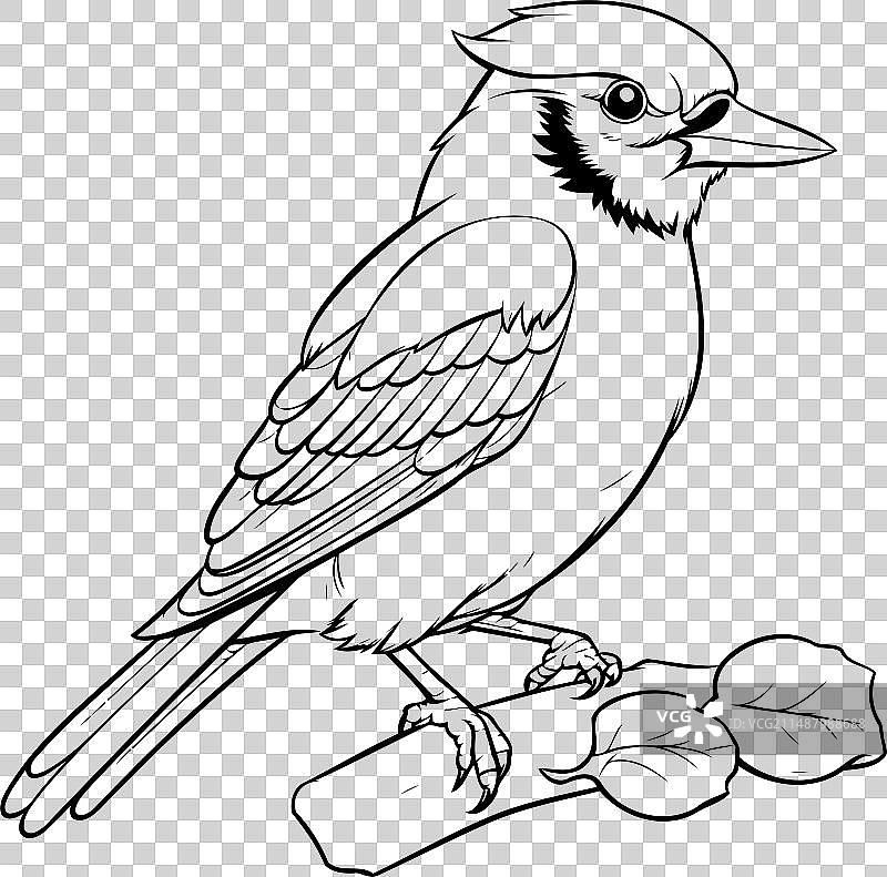 戴胜鸟黑白卡通图片素材