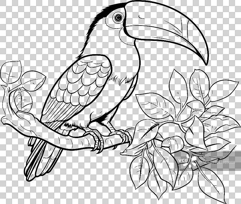 栖息在树枝上的热带鸟类巨嘴鸟图片素材