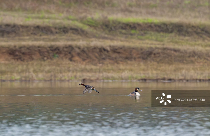 凤头鸊䴘偶遇小鸊䴘图片素材