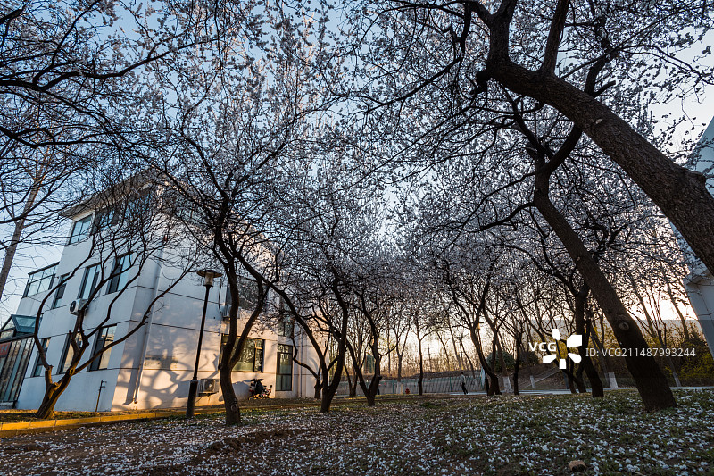 聊城大学专家公寓图片素材