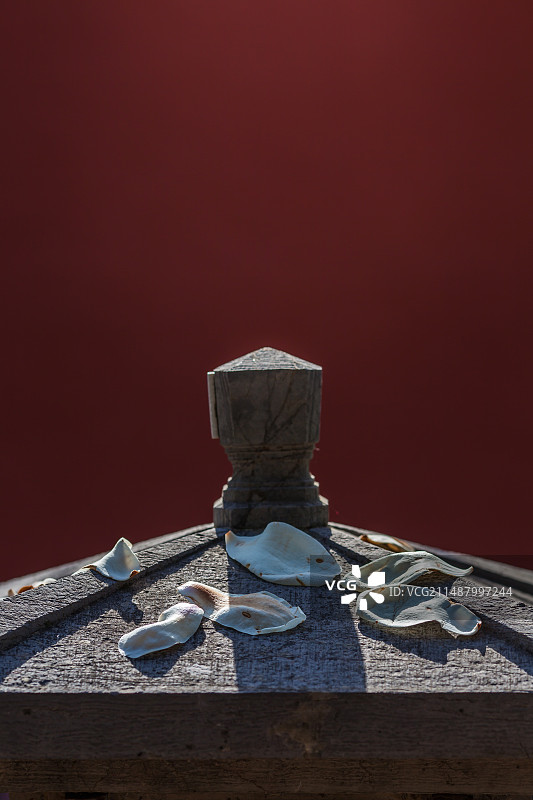 红色背景墙面前的白色玉兰花图片素材