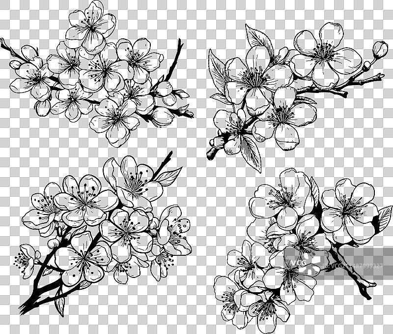 手绘樱花枝与盛开的花朵图片素材