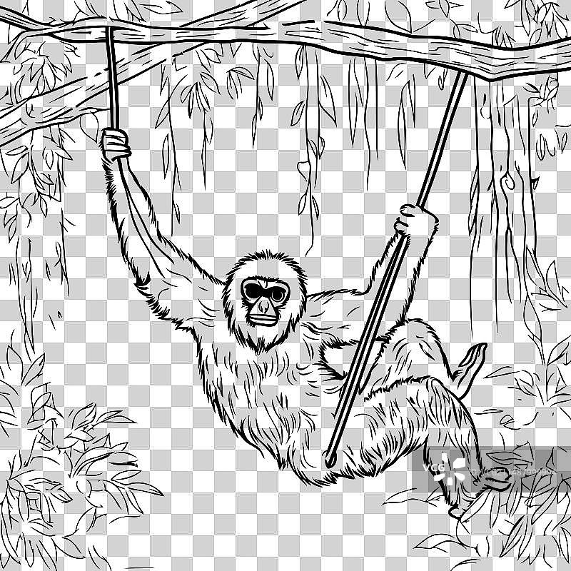 长臂猿在丛林中悬挂在绳子上图片素材