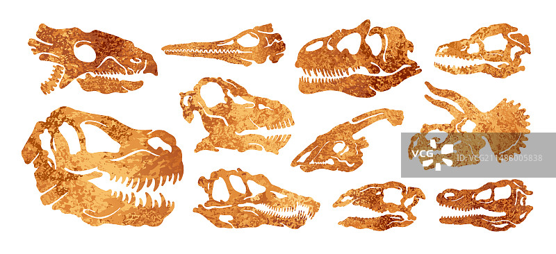 恐龙头骨化石套装：带牙齿的恐龙头图片素材