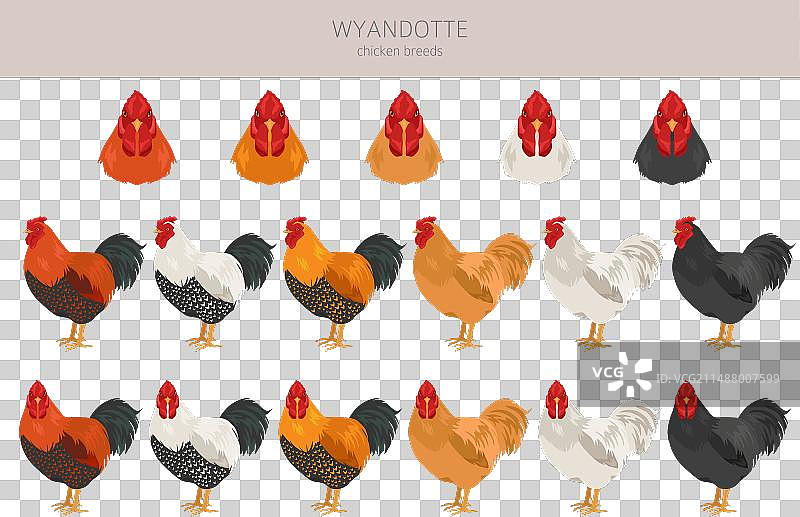 怀安德鸡品种家禽农场剪贴画图片素材