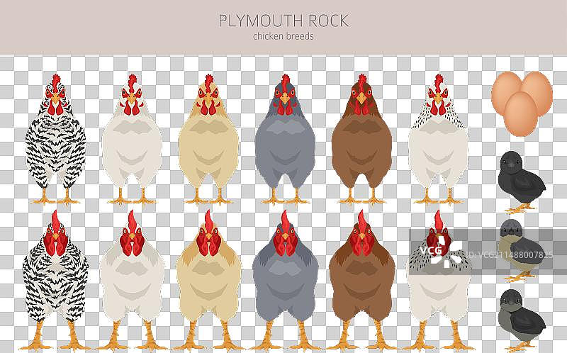 普利茅斯岩鸡品种家禽剪贴画图片素材