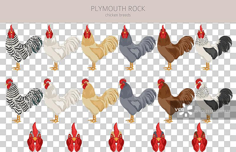 普利茅斯岩鸡品种家禽剪贴画图片素材
