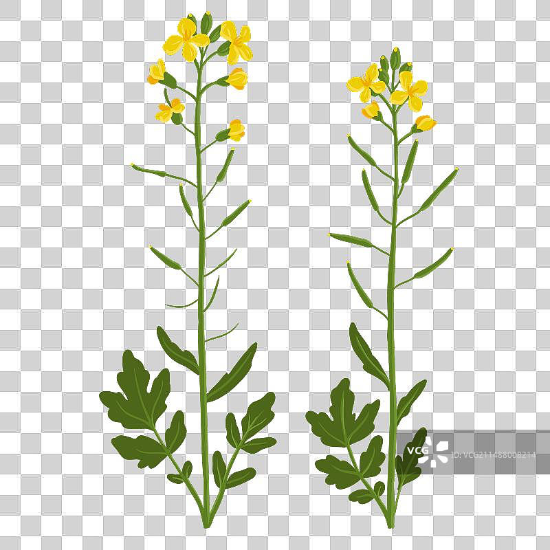 野生油菜花绘画图片素材