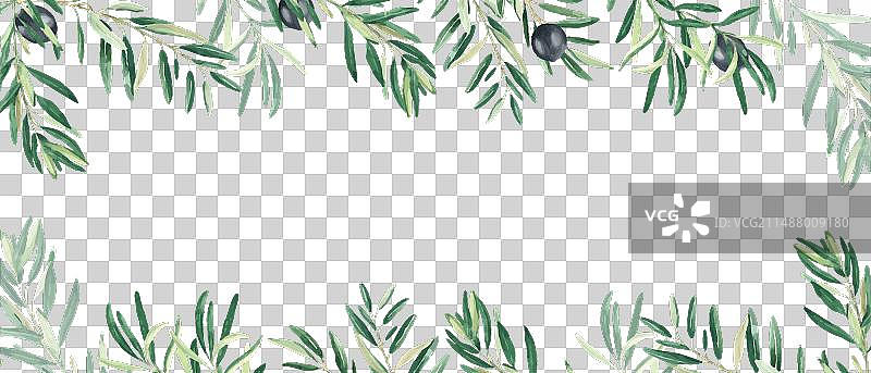 橄榄枝边框图片素材