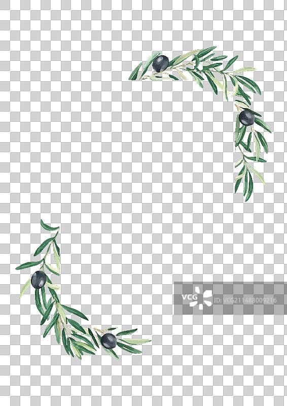 黑橄榄和橄榄树（竖版方形构图）图片素材