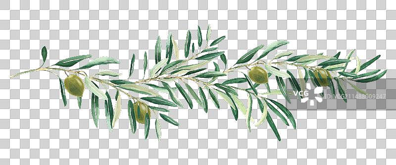 白色背景上的绿色橄榄枝图片素材