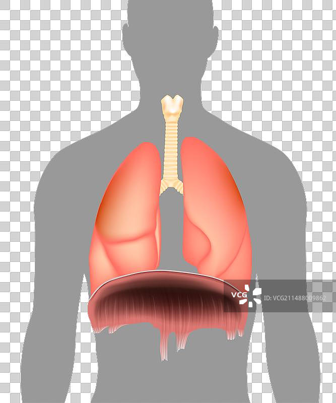 胸腔医学讲解图片素材