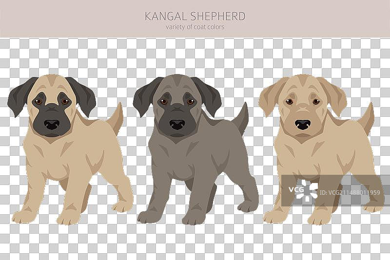 各种毛色的坎加尔牧羊犬幼犬剪贴画图片素材