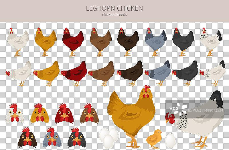 来杭鸡品种剪贴画家禽和农场图片素材
