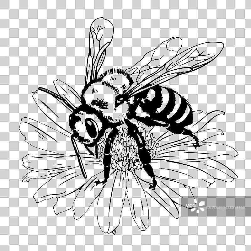 复古花卉蜜蜂插画图片素材