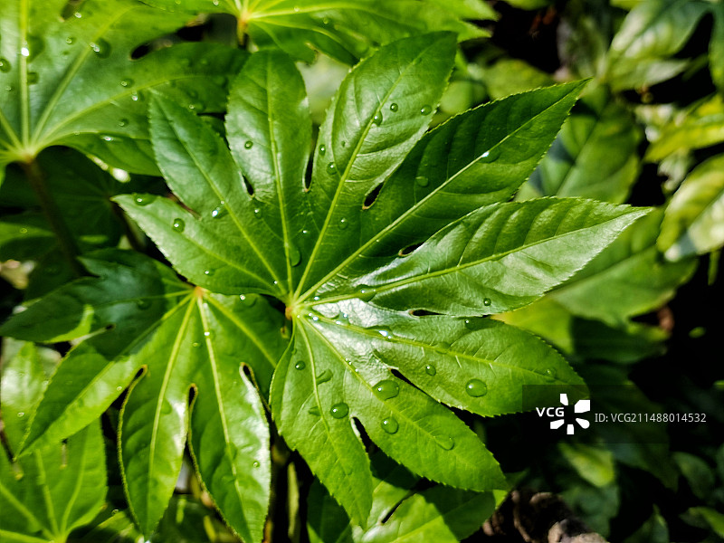 八角金盘新叶图片素材