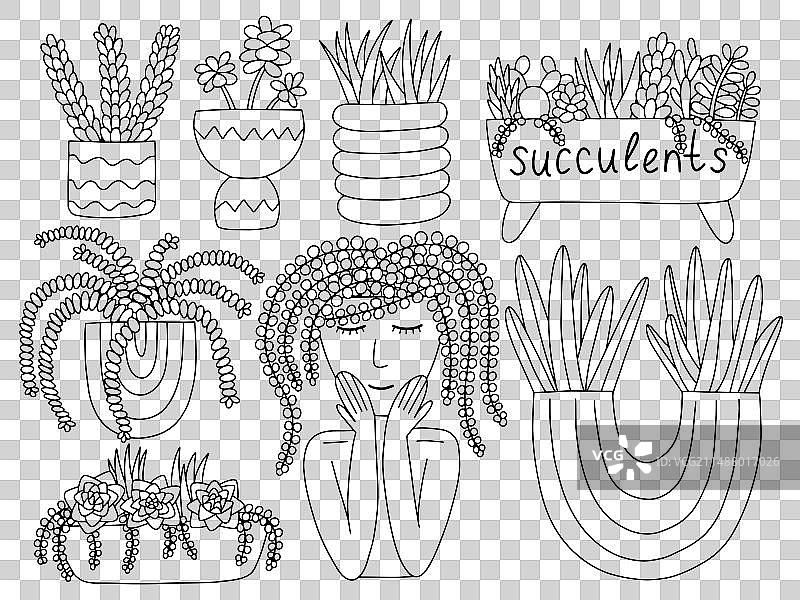 盆栽多肉植物素描图片素材