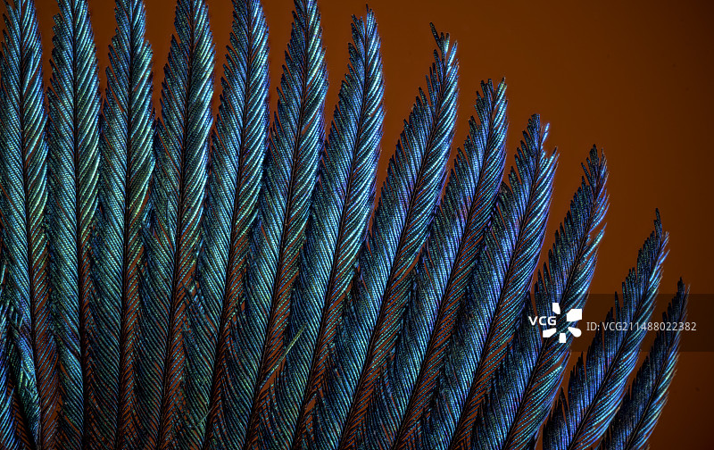 孔雀冠羽图片素材