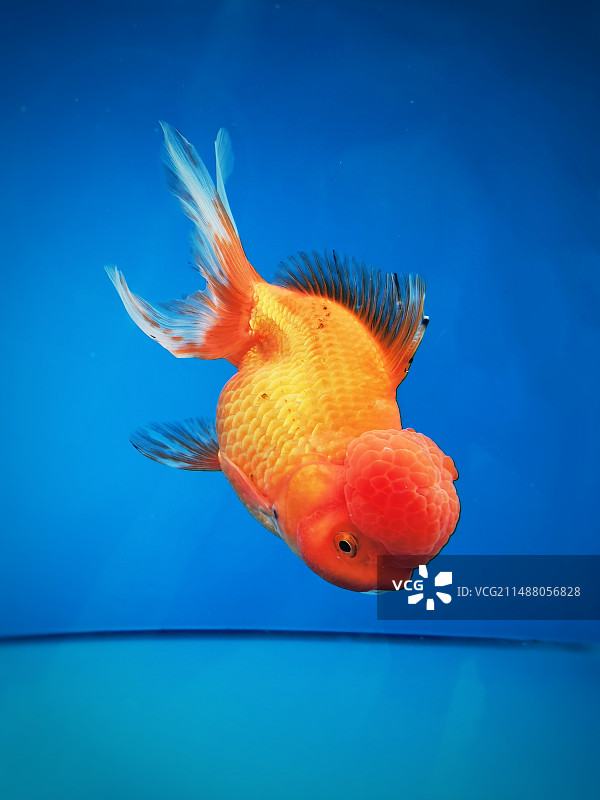 福州西湖金鱼展图片素材