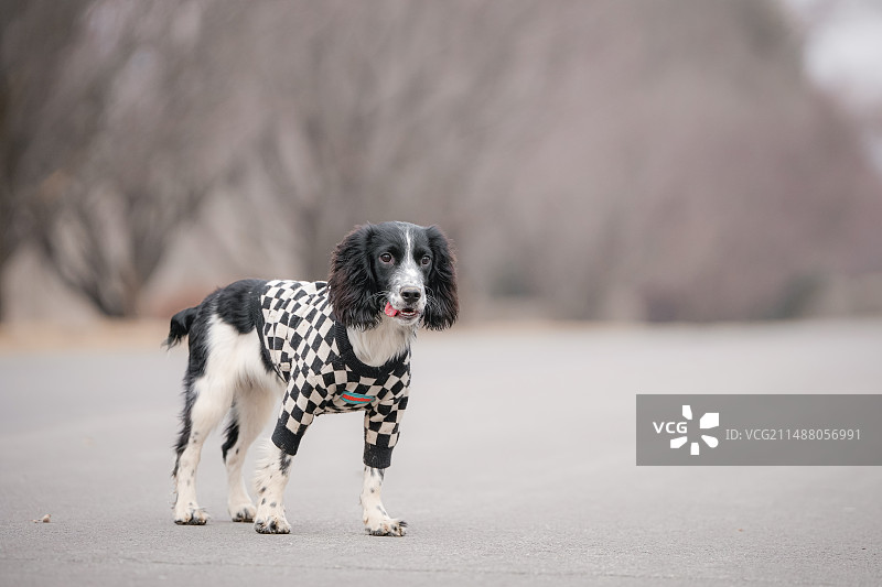 公路上的史宾格犬图片素材