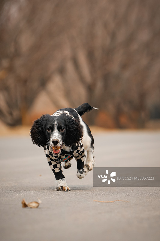奔跑的史宾格犬图片素材