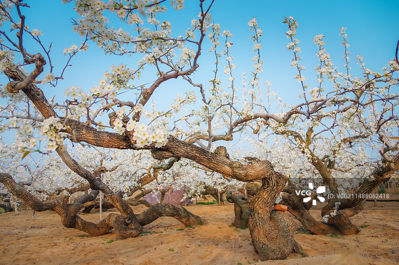 烟台莱阳梨乡的老梨树开花图片素材