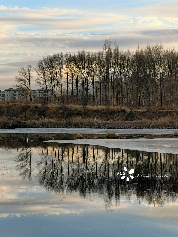 冬季黄昏时分干枯的杨树和其在水面中的倒影图片素材