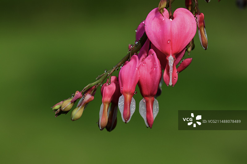 定情荷包牡丹开图片素材