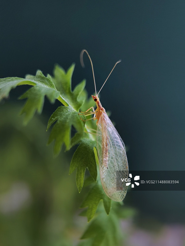 植物上草蛉特写镜头图片素材