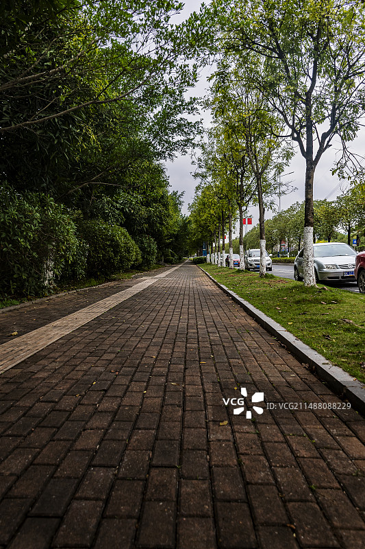 公园里的林荫大道图片素材