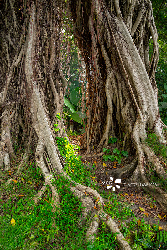 榕树的支柱根图片素材