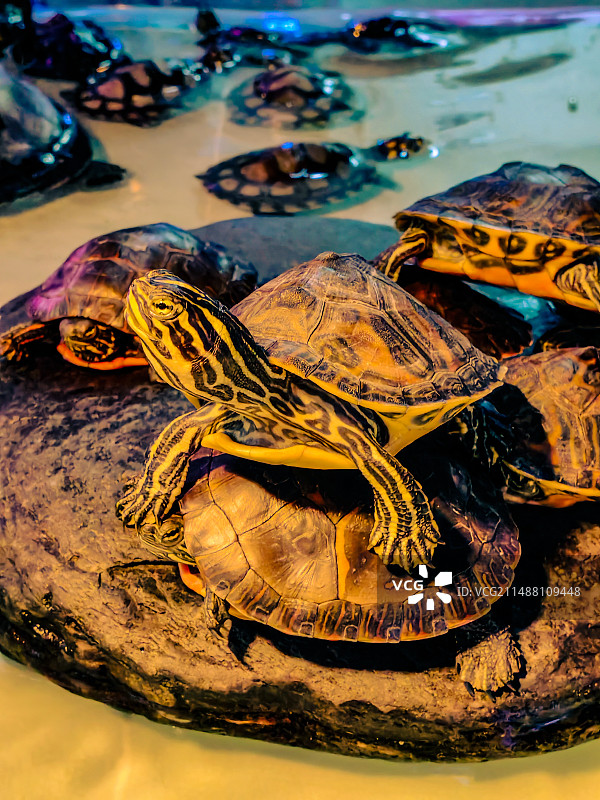 海龟特写图片素材